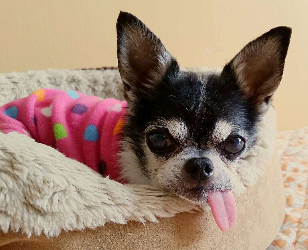 chihuahua in bed with tongue hanging out