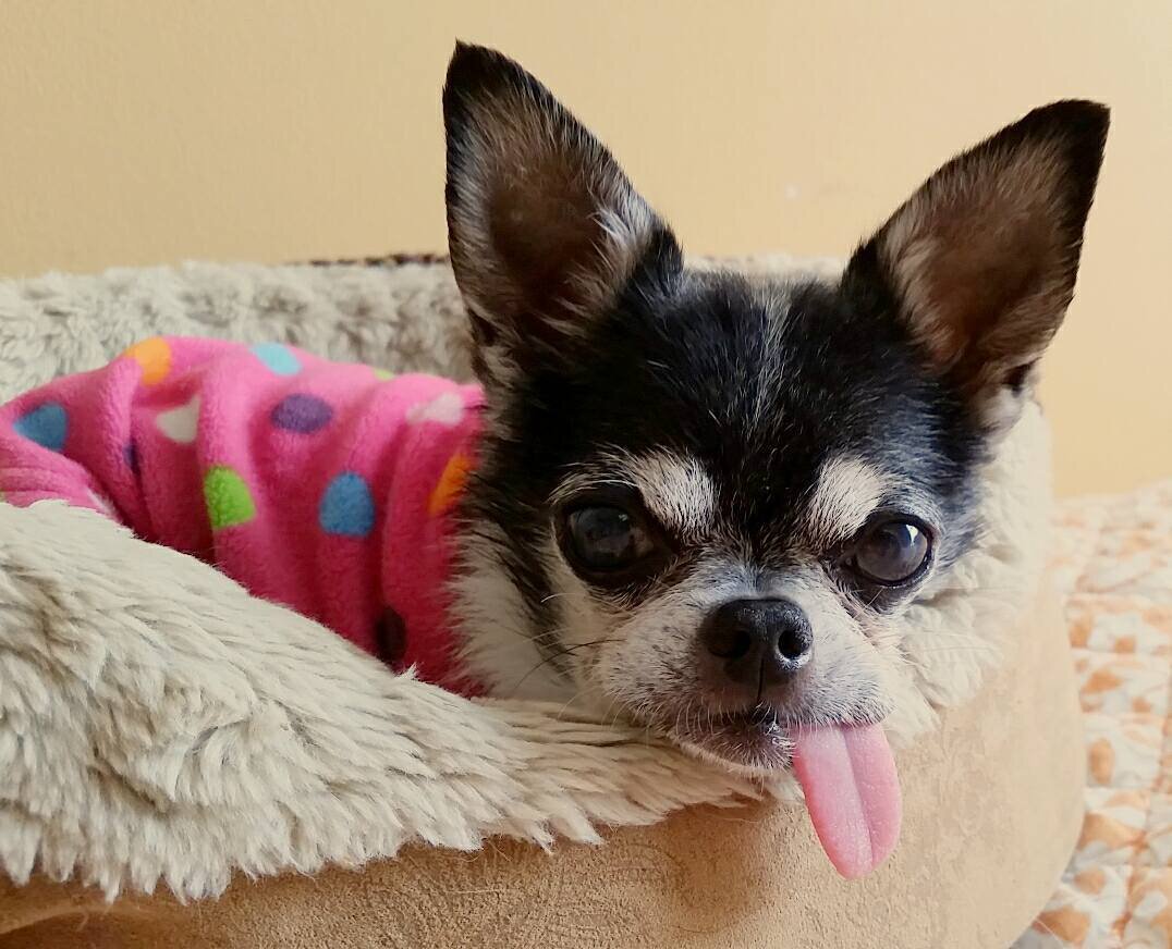 elderly chihuahua