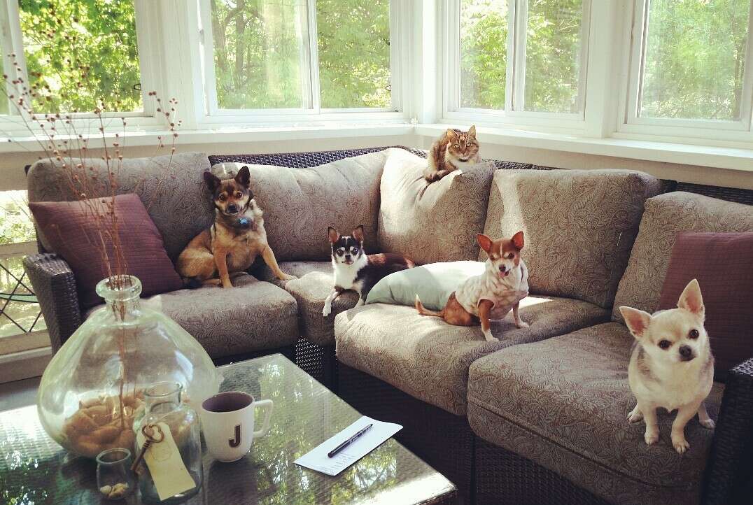 Rescued chihuahuas on couch