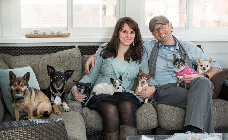 chihuahuas with family on couch