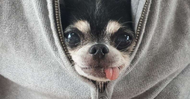chihuahua zipped in jacket