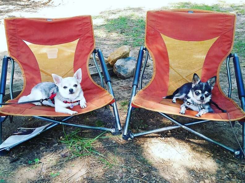 chihuahuas on camping chairs