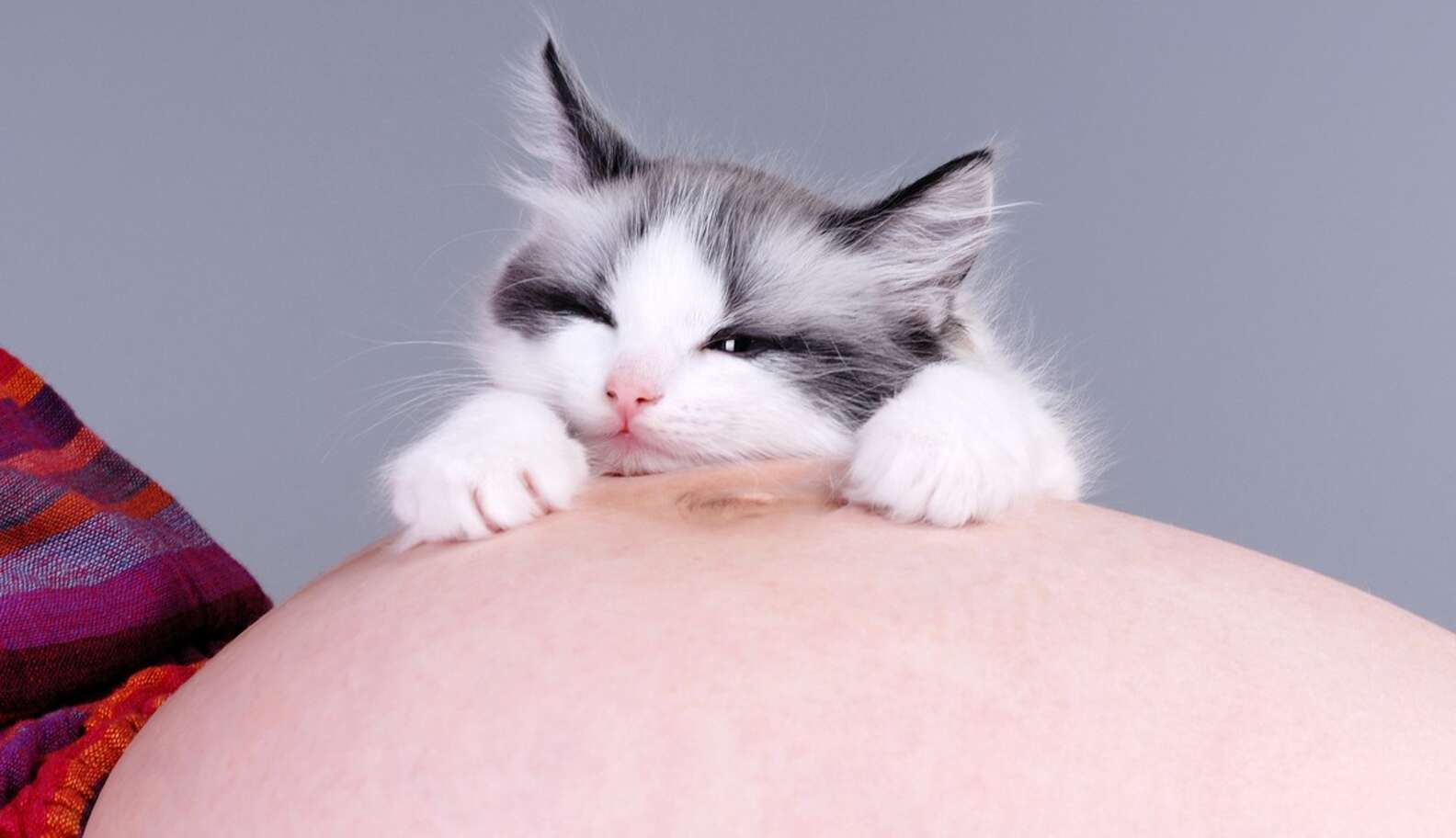 No, You Don't Have To Give Up Your Cat Just Because You're Pregnant ...