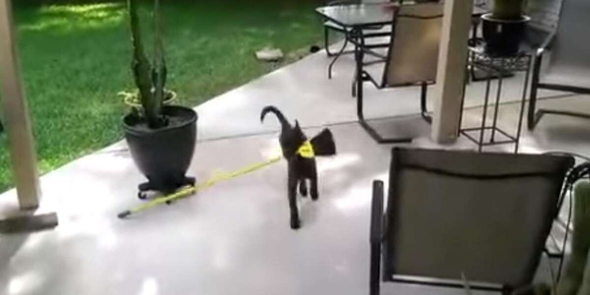 Dog Is DETERMINED To Get His Broom Through The Doggy Door - The Dodo