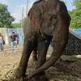 Elephants Are Rescued From Cruel Circus — And Then Forced To Go Back