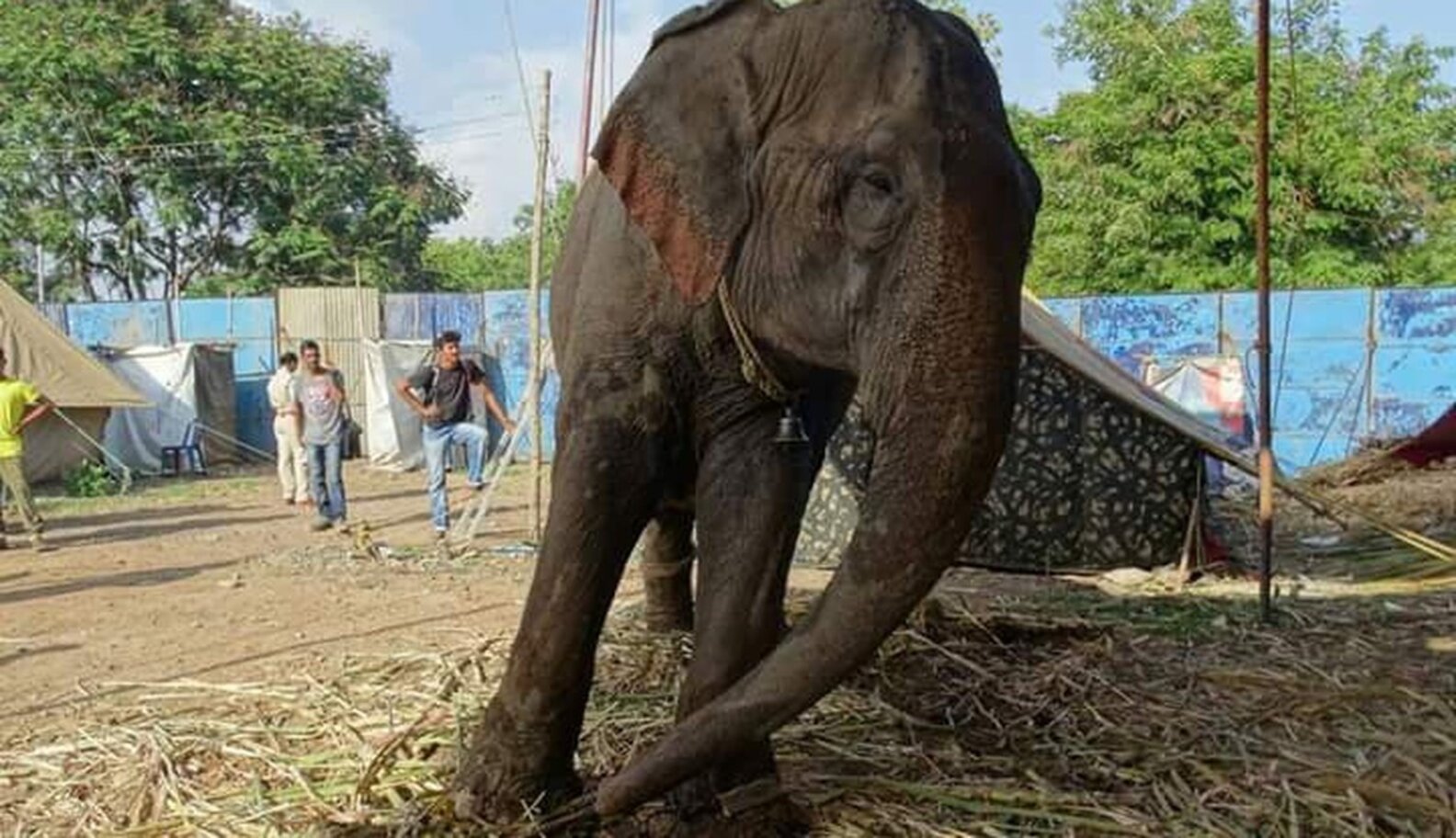 Elephants Are Rescued From Cruel Circus — And Then Forced To Go Back