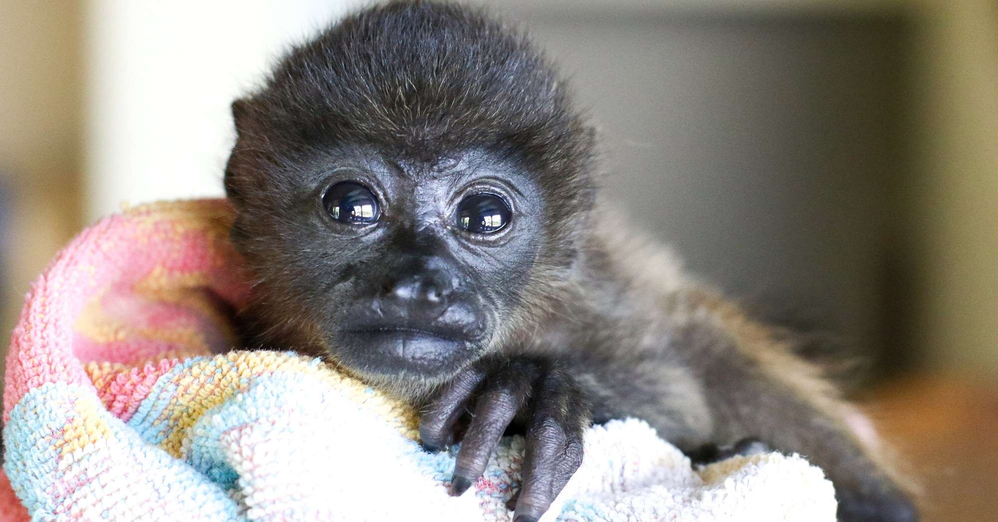 Orphaned howler monkey at rescue center
