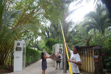 Rescue team trying to save howler monkeys