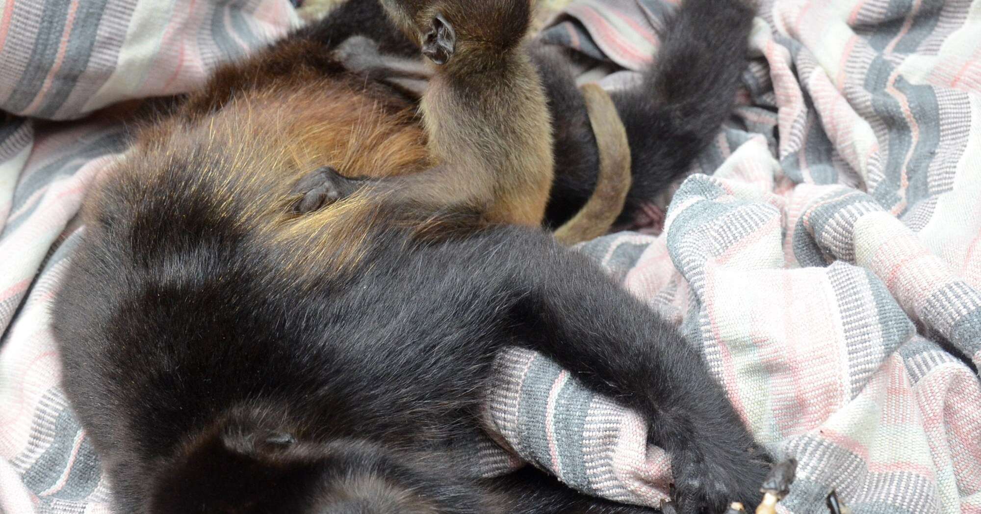 Howler monkey in Costa Rica with her dying mom