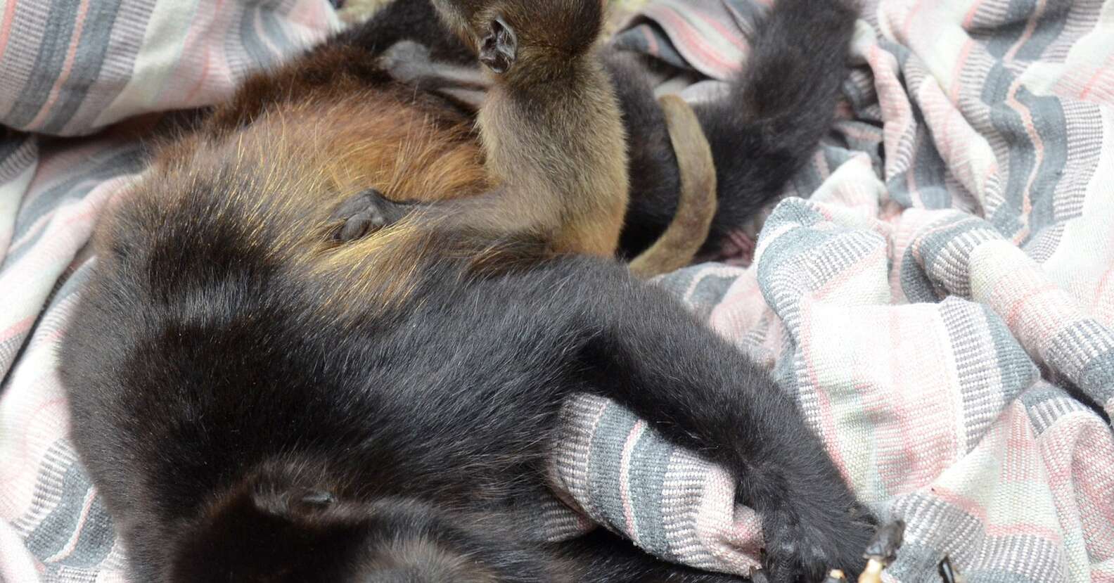 Howler Monkey Orphaned After Mom Electrocuted - The Dodo