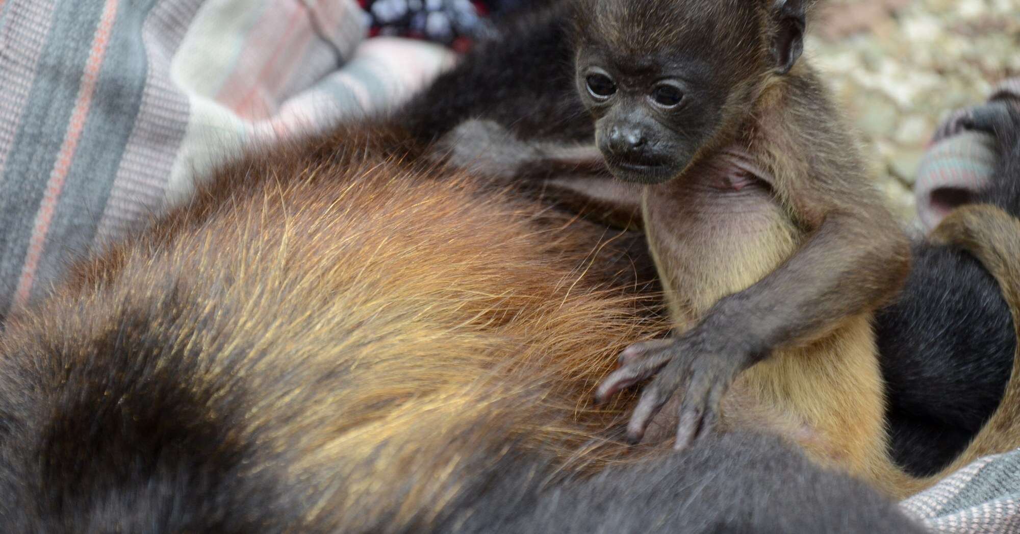 Howler monkey clutching onto her electrocuted mother