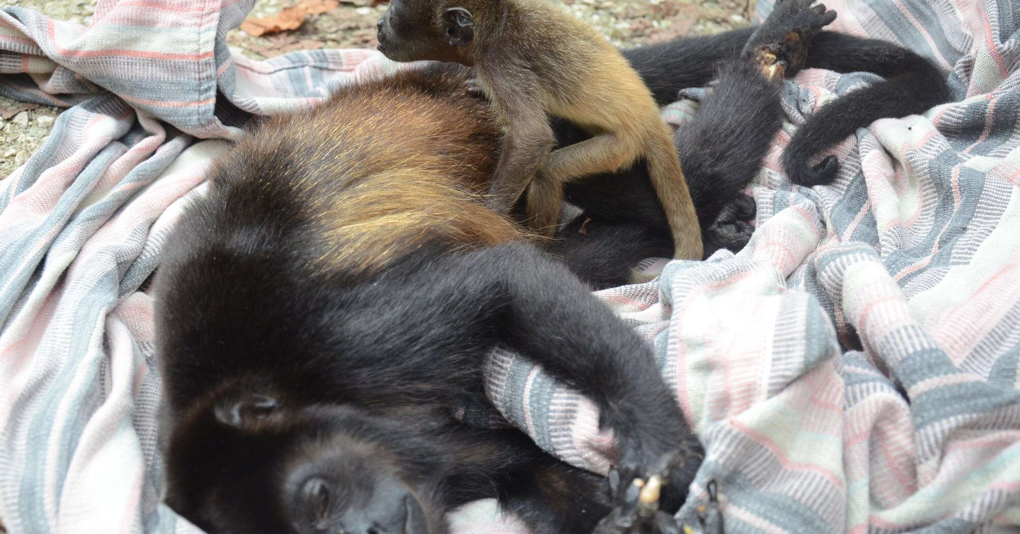 Baby howler monkey holding her dead mom's body