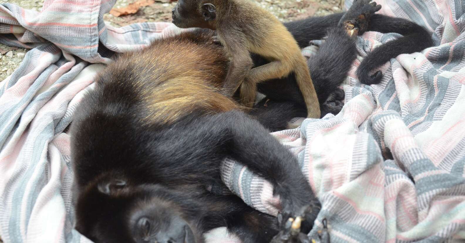 Howler Monkey Orphaned After Mom Electrocuted - The Dodo