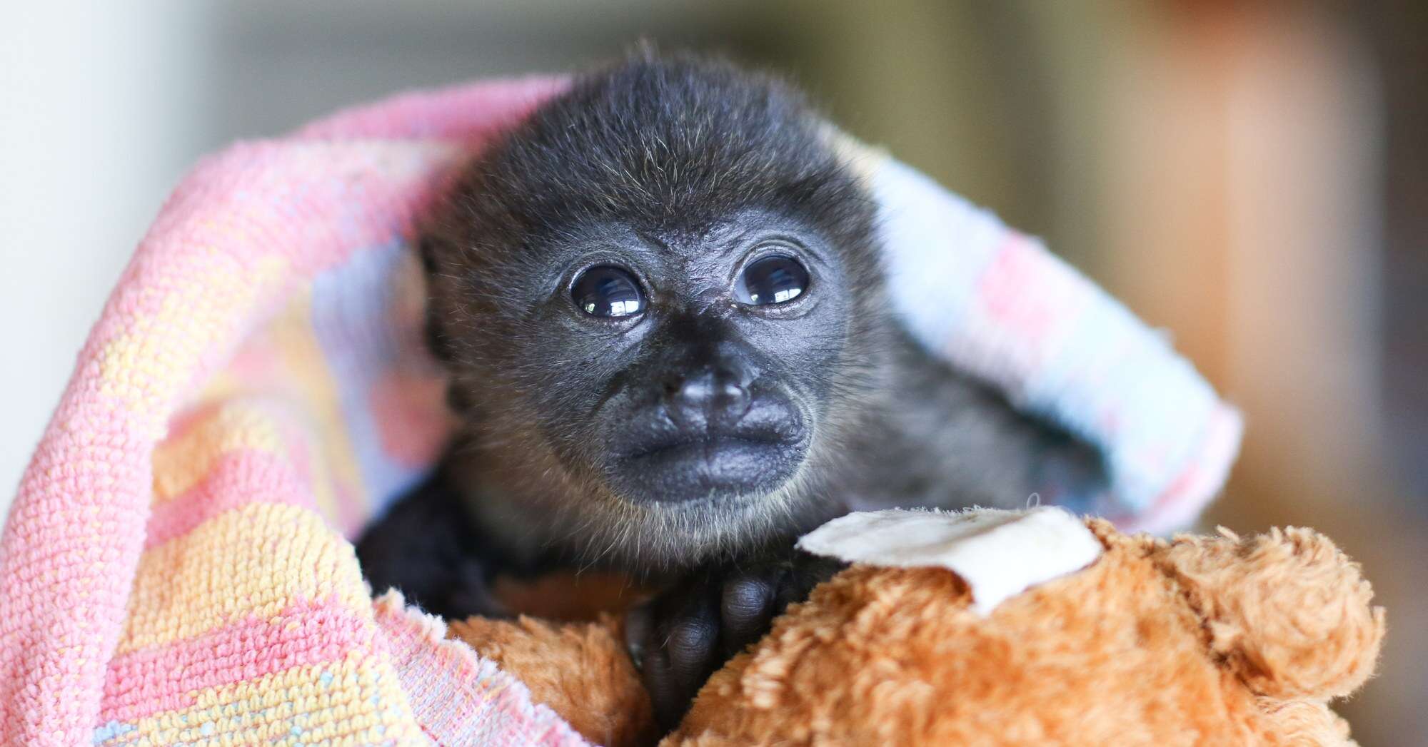 Rescued orphaned howler monkey gets teddy bear