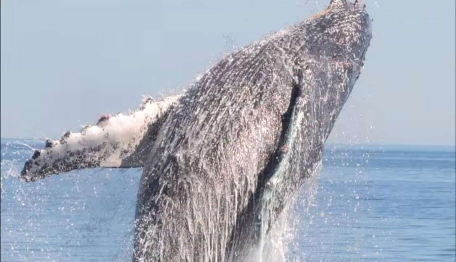 Tangled Whale Gives His Rescuers The Best Thank You Ever - The Dodo