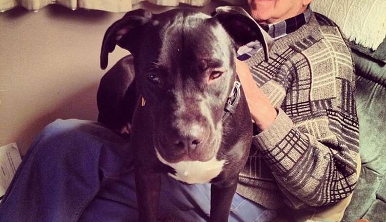 Pitbull 2024 lap dog