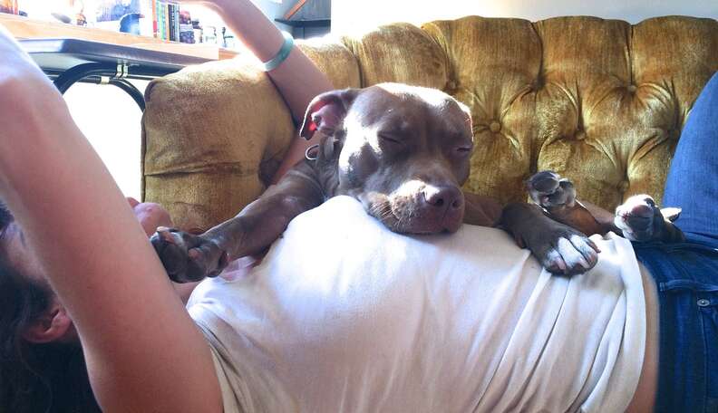 Pitbull hot sale lap dog