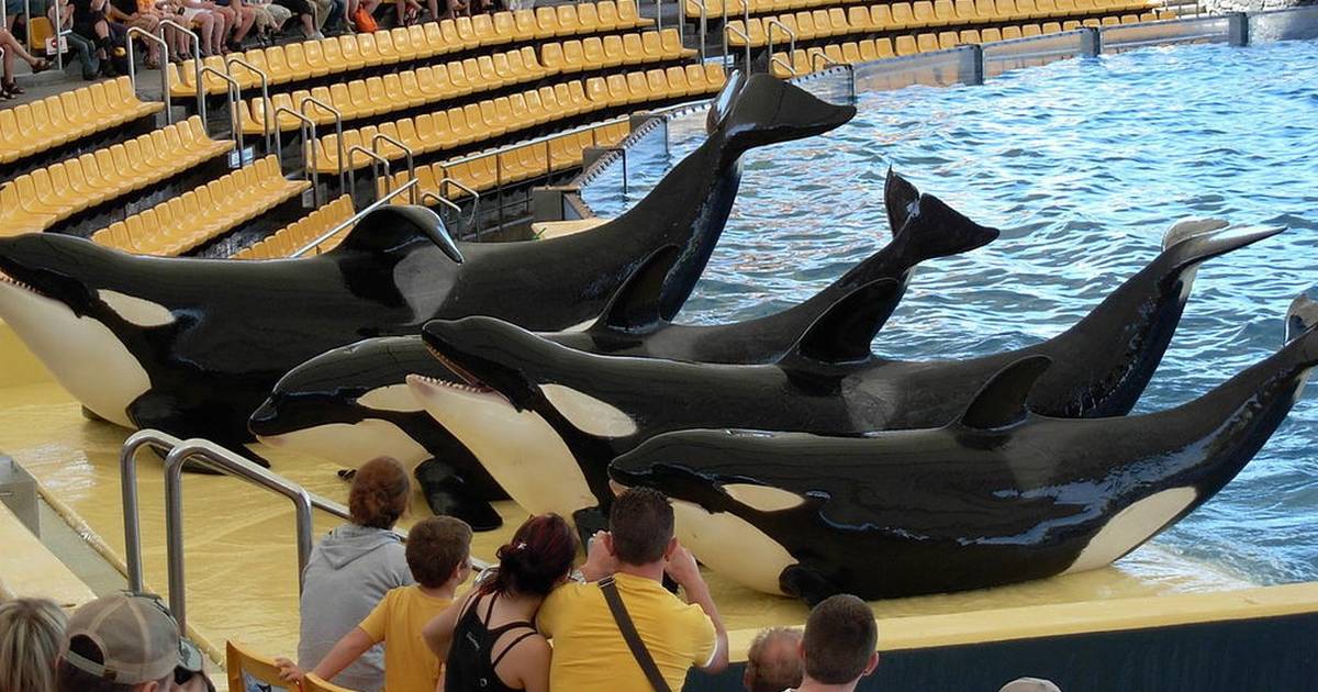 Here S Proof Orcas Die Young In Captivity The Dodo