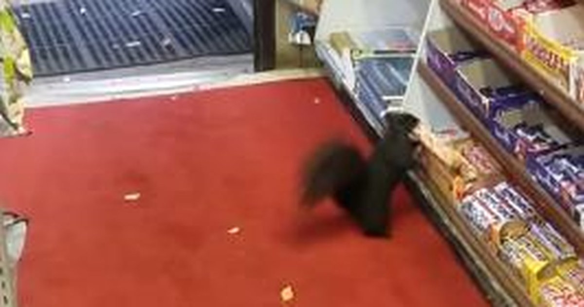 Squirrels Sneak Into Convenience Store To Steal Candy The Dodo