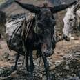 Harrowing Photos Show What Life Is Like For Millions Of Donkeys