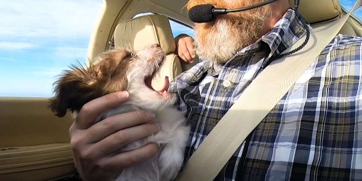 Pilots Fly Rescued Dogs Across The Country To Find Homes - The Dodo