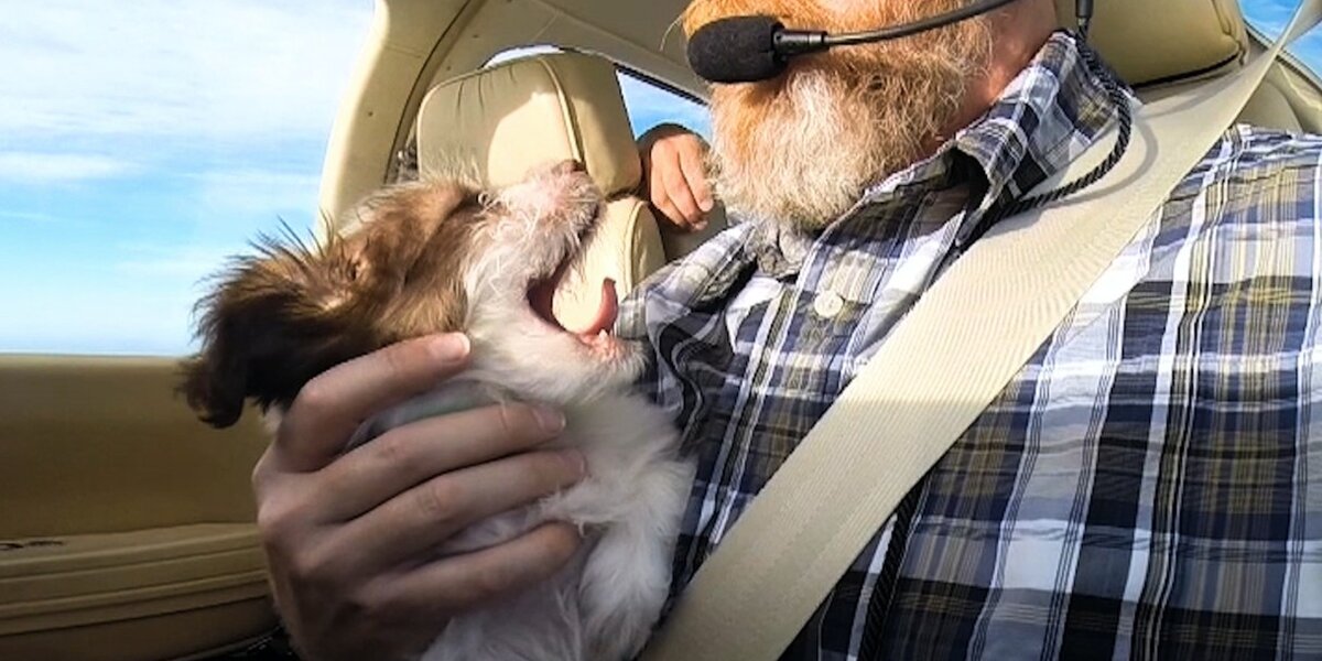Dog Air Rescue Pilots Fly Rescued Dogs Across The Country To Find Homes - The Dodo