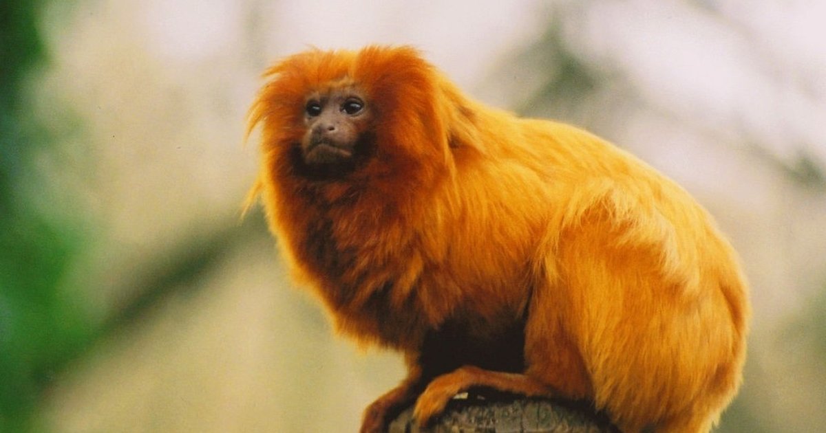 China Finally Steps Up Moves To Ban Eating Endangered