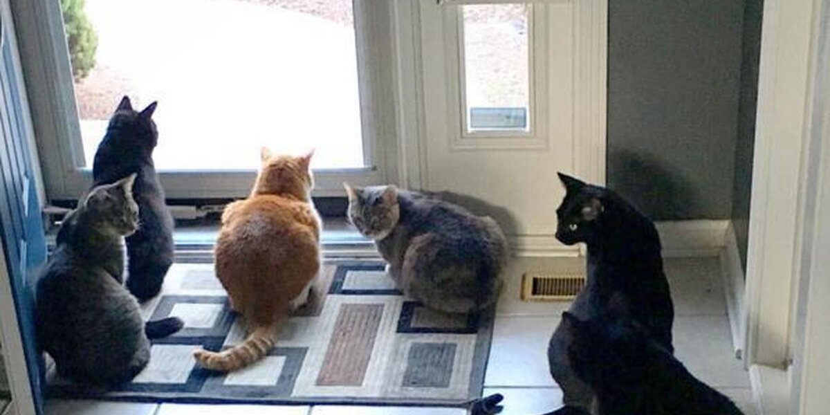 How One Dude Ended Up With 6 Rescue Cats - The Dodo