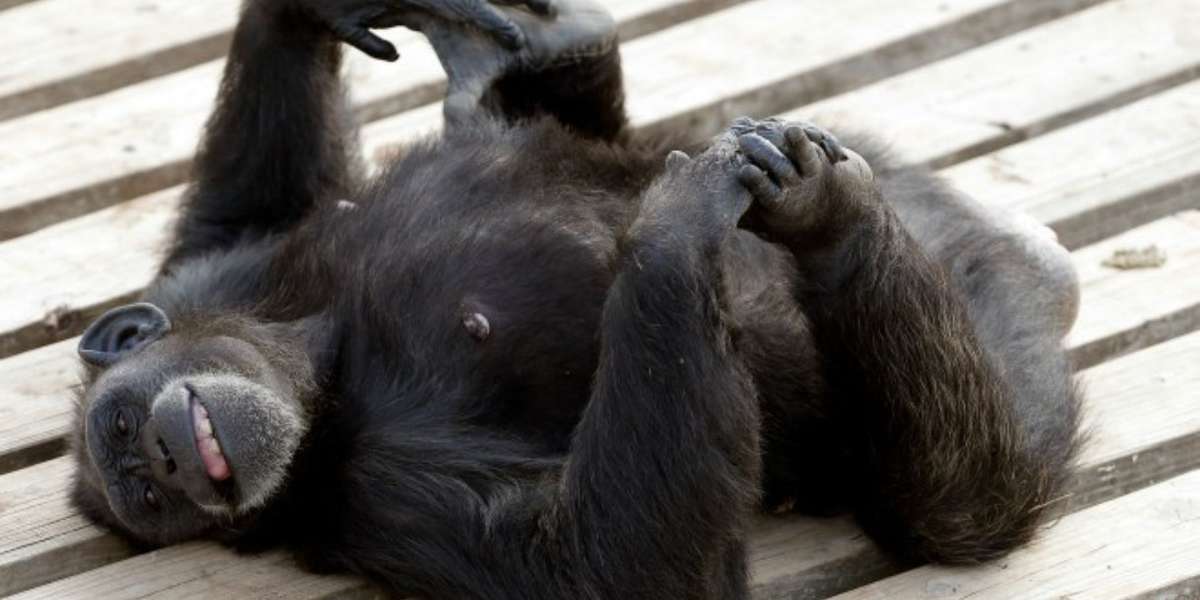 Photos: Chimps Embrace Freedom For The First Time After A Life Behind ...