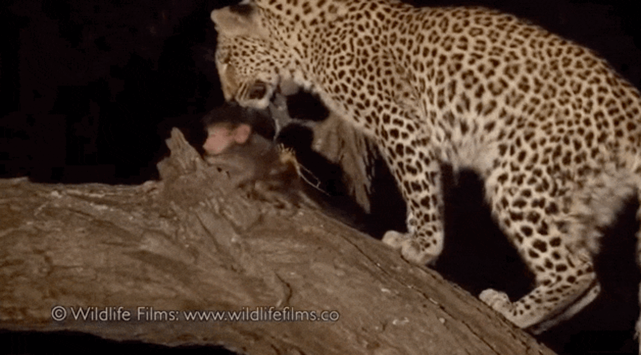 Leopard Takes A Break From Hunting To Save Baby Baboon - The Dodo