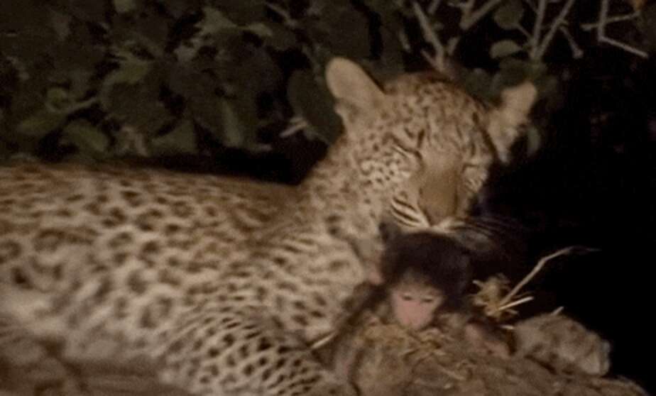 Leopard Takes A Break From Hunting To Save Baby Baboon - The Dodo