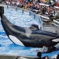 SeaWorld Can't Even Keep Track Of Its Lies