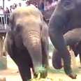 Birthday Elephant Digs Into Her Special Cake … Then Shares With Her Family