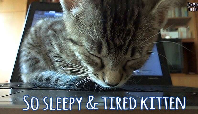 sleepy kitten computer