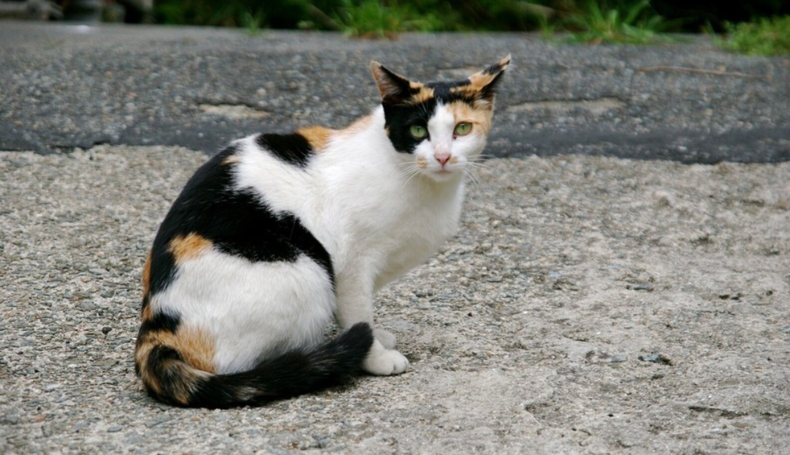 XChromosome Causes Calico Coloring In Cats The Dodo