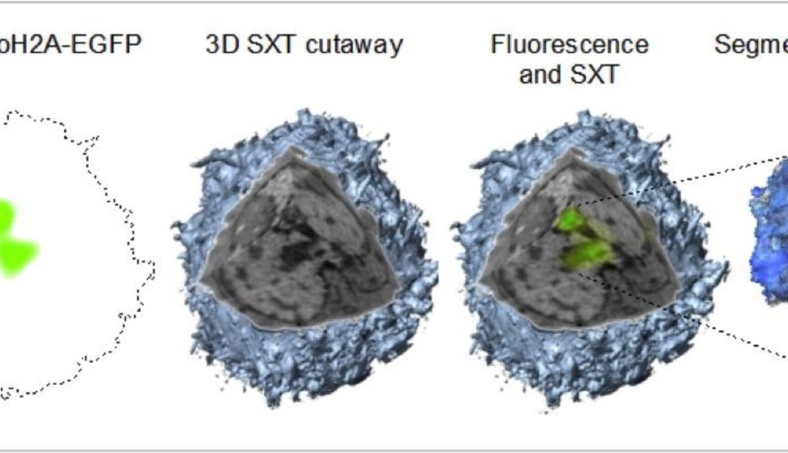 X-Chromosome Causes Calico Coloring In Cats - The Dodo