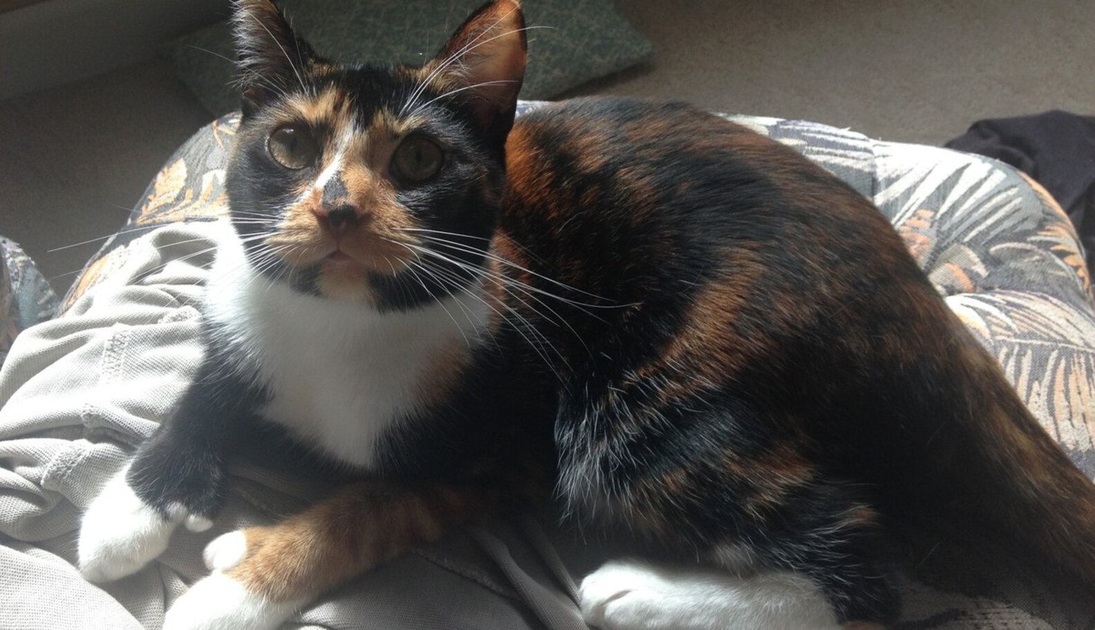 X-Chromosome Causes Calico Coloring In Cats - The Dodo