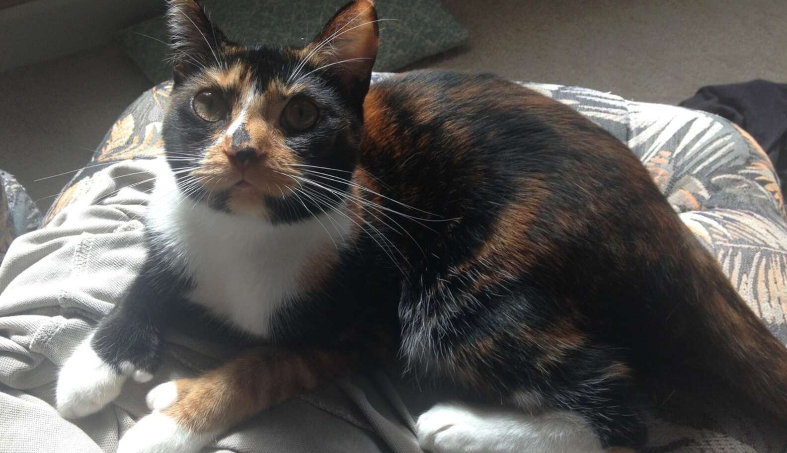 X-Chromosome Causes Calico Coloring In Cats - The Dodo