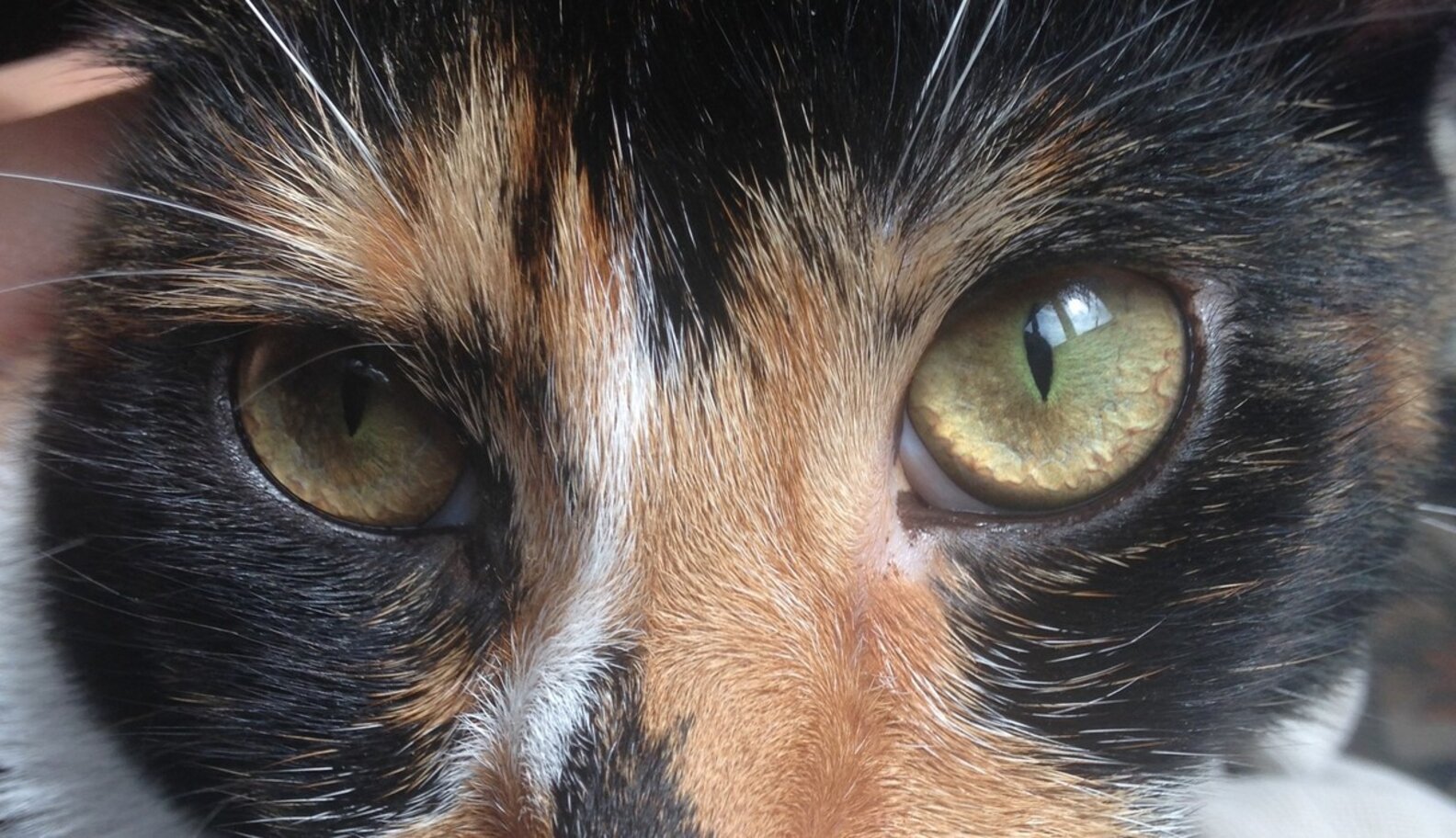 XChromosome Causes Calico Coloring In Cats The Dodo