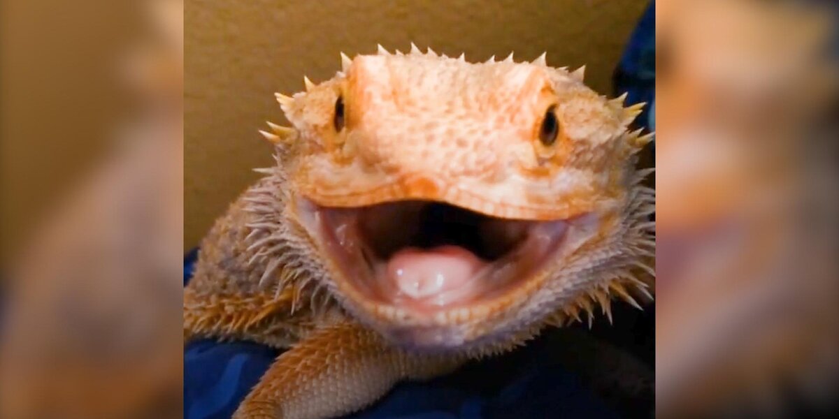 Lizard Smirk Lizard Is Smiling For A Reason - Videos - The Dodo