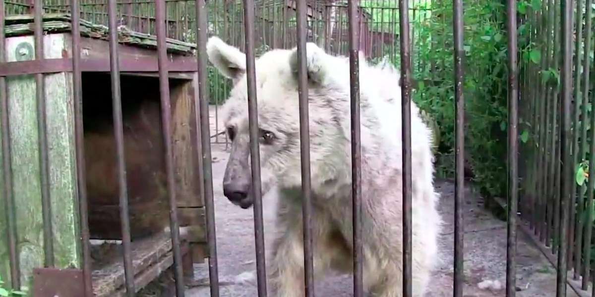 Bear With Saddest Eyes Waited 30 Years For Someone To Save Her