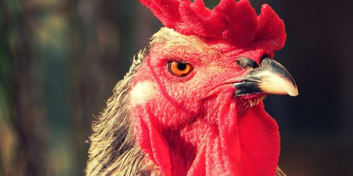 Miracle Rooster Survives On Battery Farm By Posing As A Hen - The Dodo