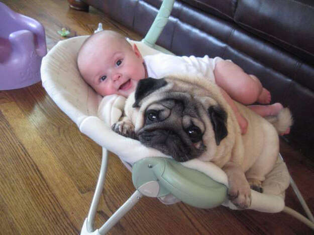 are pugs good with kids