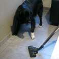 Arch enemies: Dogs and Vacuum Cleaners