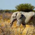 Namibia And The Sacrifice Of Rare Desert Elephants