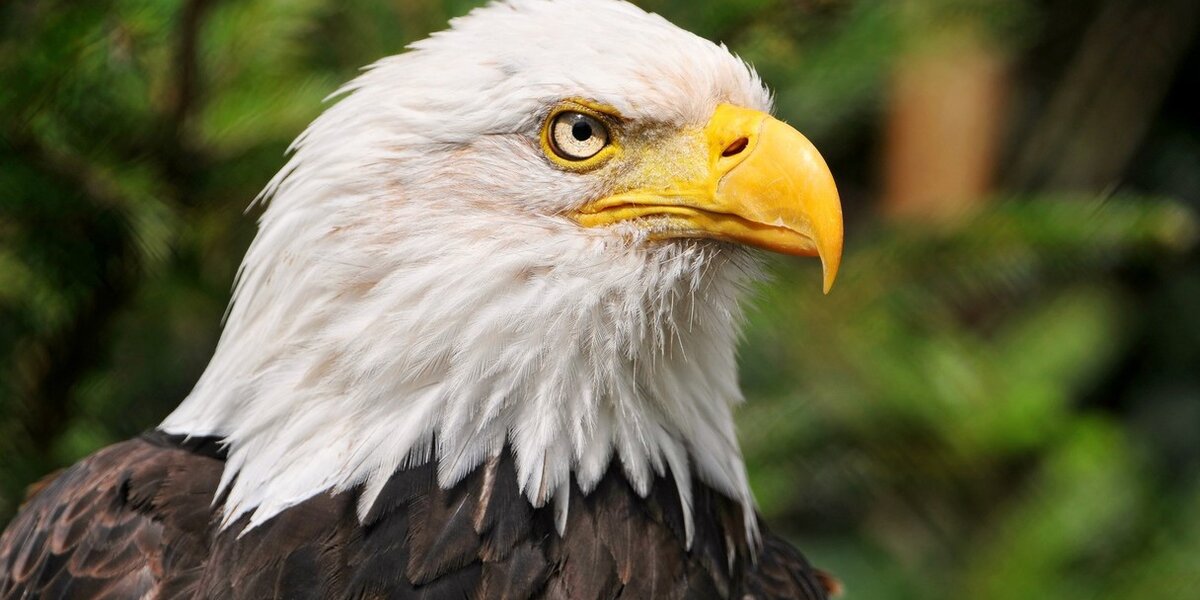 Wildlife Hat Bald Eagle