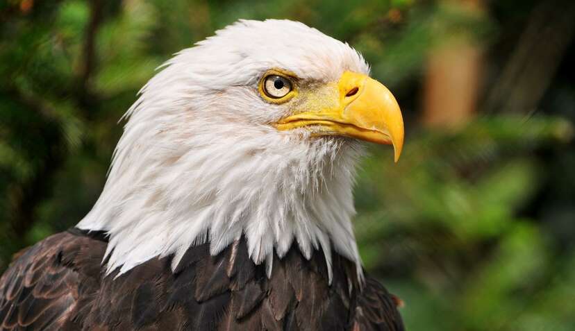 13 Things Every American Should Know About Bald Eagles The Dodo