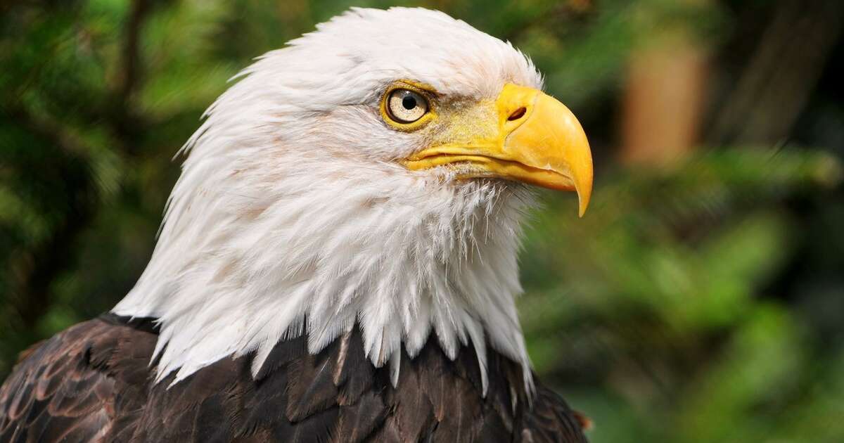 13 Things Every American Should Know About Bald Eagles The Dodo