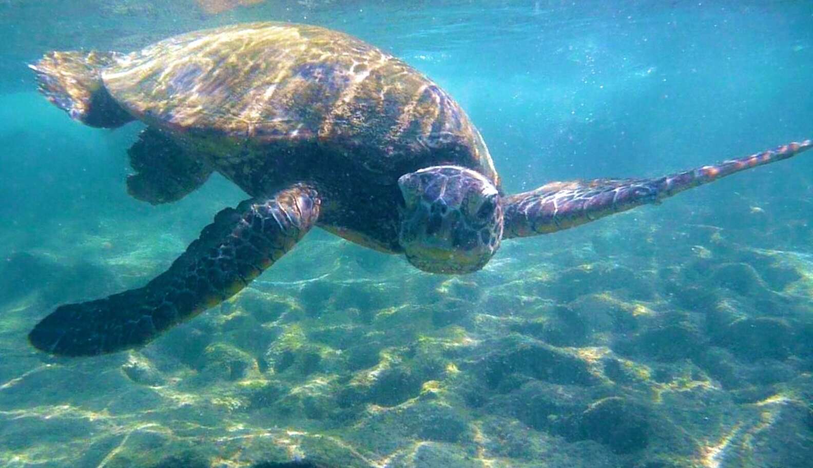 First Step To Saving Sea Turtles Begins At Home - The Dodo