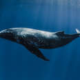 Lonely Whale With No Friends One Step Closer To Having His Voice Heard